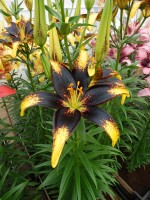 [4067 Lion Heart Mak No02.JPG]